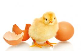 Nursery - Living Eggs